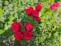 Růže 'Piano' - Velkokvěté růže (Rosa)