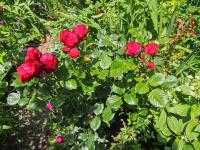 Růže 'Piano' - Velkokvěté růže (Rosa)