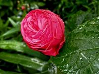 Růže 'Piano' - Velkokvěté růže (Rosa)