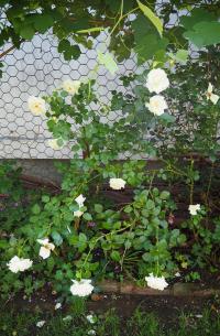 Růže 'White Queen Elizabeth' (Rosa)
