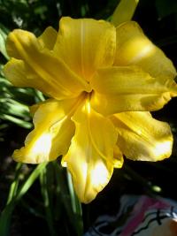 Denivka 'Three Tears' (Hemerocallis)