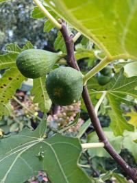 Fíkovník - fíky (Ficus)