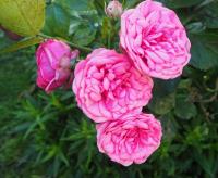 Růže 'Xenia' - Mnohokvěté růže (Rosa)
