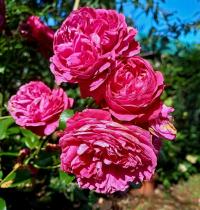 Růže 'Leonardo da Vinci' - Sadové růže (Rosa)