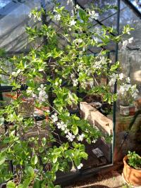 Višeň keřová 'Carmine Jewell' ( Prunus fruticosa x Prunus cerasus)