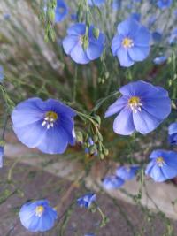 Len vytrvalý (Linum perenne)