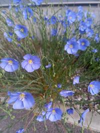 Len vytrvalý (Linum perenne)