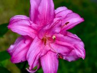 Lilie 'Lotus Joy' - Orientální hybridy (Lilium)