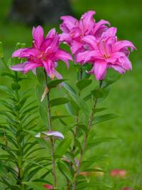 Lilie 'Lotus Joy' - Orientální hybridy (Lilium)