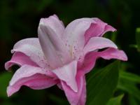 Lilie 'Lotus Joy' - Orientální hybridy (Lilium)