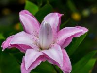 Lilie 'Lotus Joy' - Orientální hybridy (Lilium)