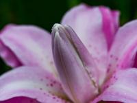 Lilie 'Lotus Joy' - Orientální hybridy (Lilium)