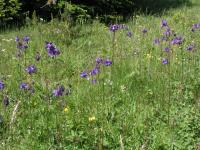 Orlíček obecný (Aquilegia vulgaris)