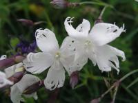 Hvozdík uherský (Dianthus hungaricus)