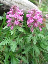 Všivec přeslenitý (Pedicularis verticillata)