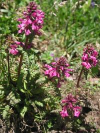 Všivec přeslenitý (Pedicularis verticillata)