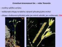 Rožec Tenoreův