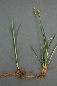 Ostřice Micheliova (Carex michelii)
