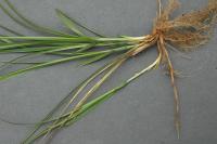 Ostřice Micheliova (Carex michelii)