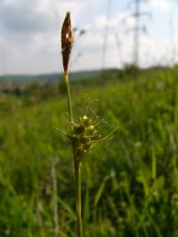 Ostřice Micheliova (Carex michelii)