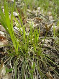 Ostřice oddenkatá (Carex rhizina)