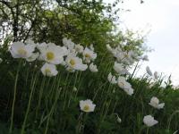 Sasanka lesní (Anemone sylvestris)