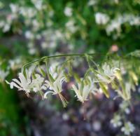 Silenka nicí (Silene nutans)