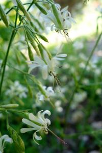 Silenka nicí (Silene nutans)