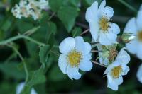 Feld-Rose (Rosa arvensis)