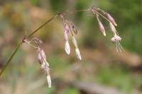 Silenka nicí (Silene nutans)