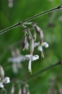 Silenka nicí (Silene nutans)