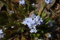 Pomněnka lesní (Myosotis sylvatica)