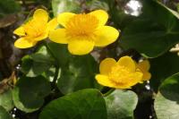 Blatouch bahenní (Caltha palustris)