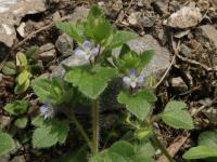 Rozrazil břečťanolistý (Veronica hederifolia)