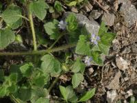 Rozrazil břečťanolistý (Veronica hederifolia)