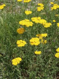 Řebříček plstnatý (Achillea tomentosa)