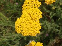 Řebříček plstnatý (Achillea tomentosa)