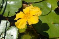 Plavín štítnatý (Nymphoides peltata)