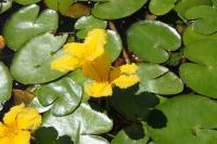 Plavín štítnatý (Nymphoides peltata)