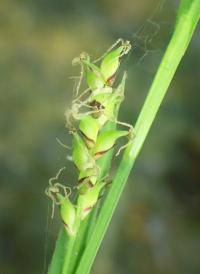 Ostřice chlupatá (Carex pilosa)
