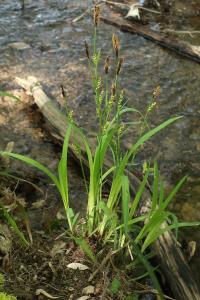 Ostřice chlupatá (Carex pilosa)