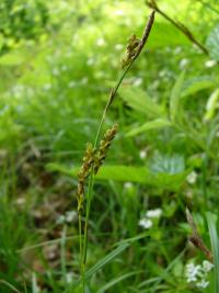 Ostřice oddenkatá (Carex rhizina)