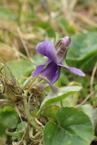 Duftveilchen (Viola odorata)