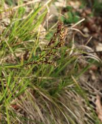 Ostřice oddenkatá (Carex rhizina)
