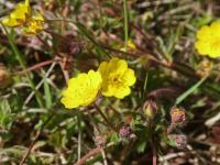 Mochna sedmilistá (Potentilla heptaphylla)