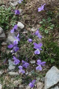 Violka (Viola corsica subsp limbarae)