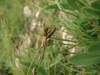 Ostřice předalpská (Carex halleriana)