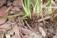 Ostřice předalpská (Carex halleriana)