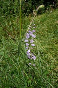 Zvonek boloňský (Campanula bononiensis)
