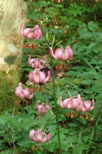 Lilie zlatohlavá (Lilium martagon)